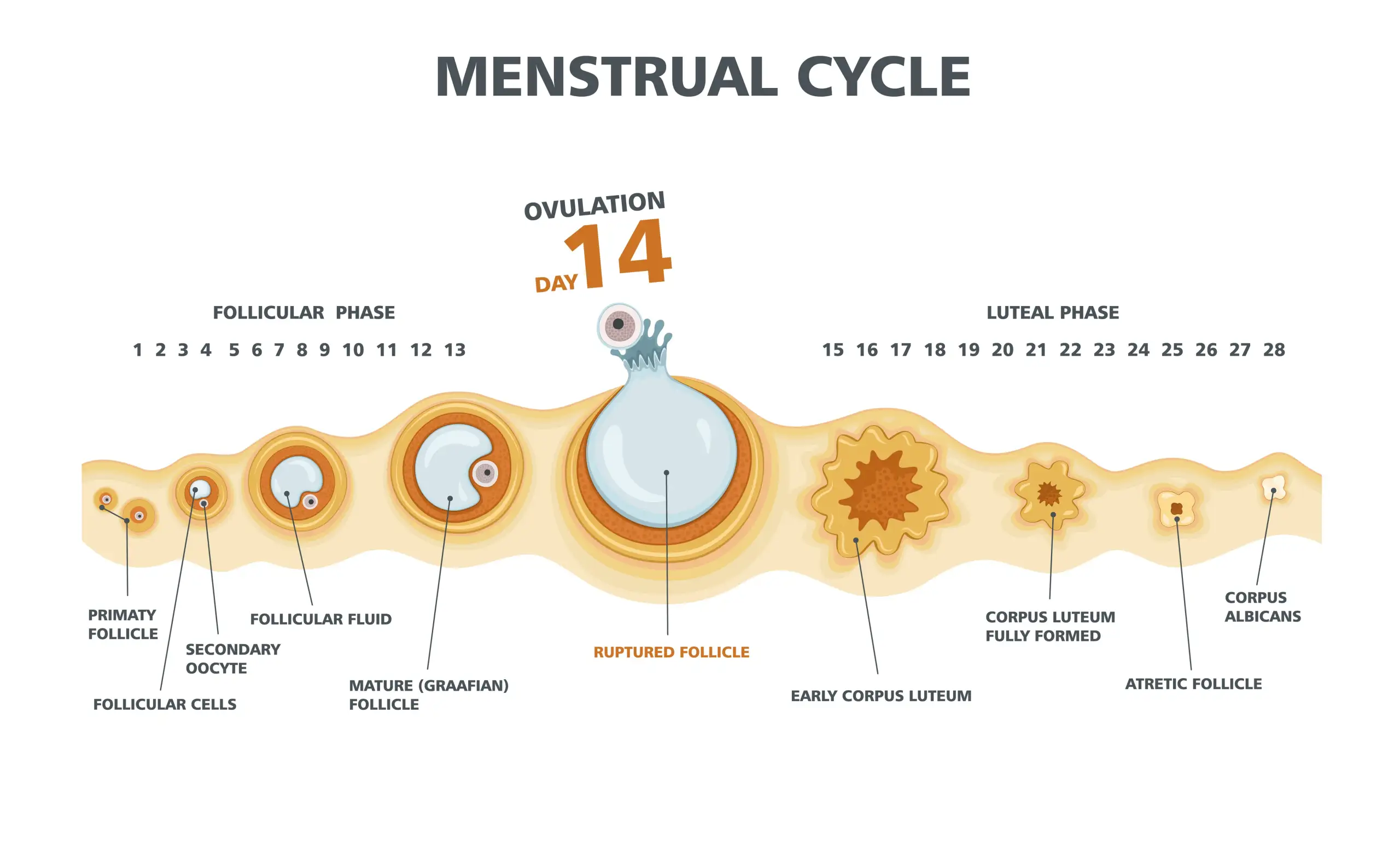 Pictogram showing ovulation from oocyte to corpus luteum formation